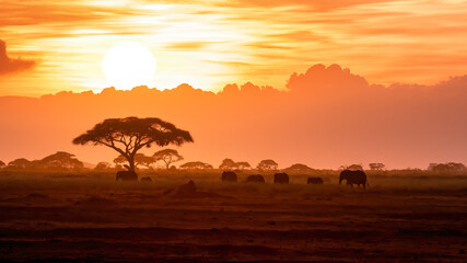 Een kudde Afrikaanse olifanten die bij zonsondergang in Amboseli loopt