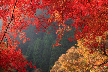 奥津渓谷の紅葉