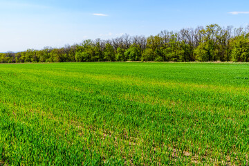 View on field with the young green wheat