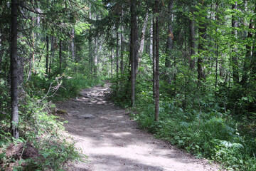 Fototapeta na wymiar Forest path in the Park 