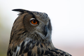 great horned owl