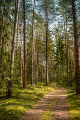 Obraz premium Deep forest road view