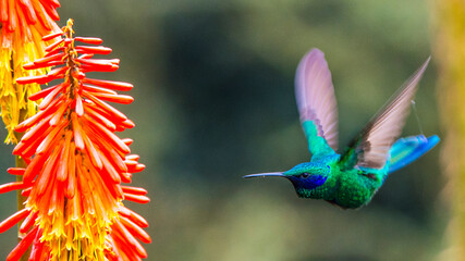 Humming bird at Salento, Colombia