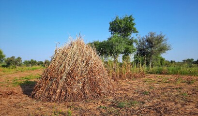 cone shaped hay sheaves or bales in agricultural field for weather protection in India