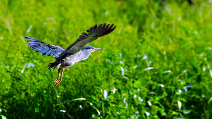 Birds at Tasik Harapan and Tasik Aman, Universiti Sains Malaysia, Pulau Pinang, Penang, Malaysia