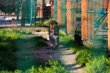 Amur Leopard (Panthera pardus orientalis) at the zoo