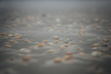 west coast denmark