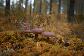 Small brown mushrooms in the autumn forest