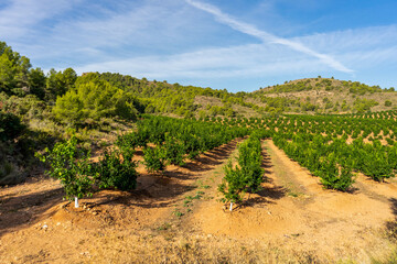 Orange crop field with drip irrigation system, trees with many fruits at full maturity