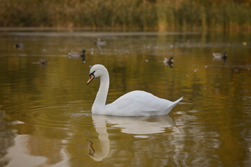 Majestic white swan on the autumn pond