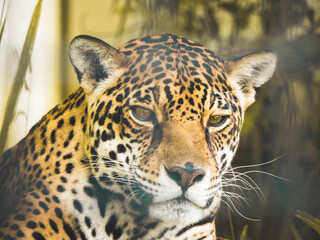 close up of a jaguar
