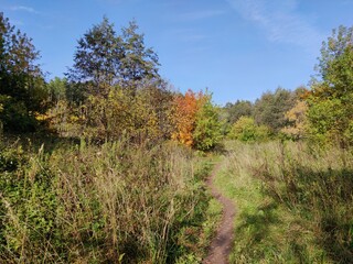 autumn sunny landscape with a path among the trees against the blue sky
