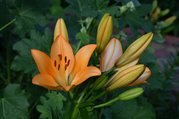 Lily flower and buds close-up on a blurry green background of garden plants. The flower is a bright...