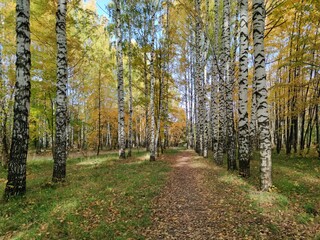 birch grove with yellow foliage on a sunny autumn day