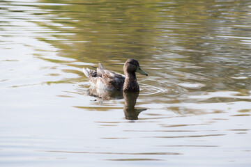 many ducks swim randomly in the water. Ducks on a lake. Large flock of ducks swim in lake