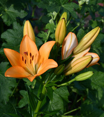 Lily flower and buds close-up on a blurry green background of garden plants. The flower is a bright orange-peach color. The pistil and stamens with pollen.