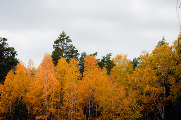 Fototapeta premium Beautiful autumn forest landscape in cloudy weather 