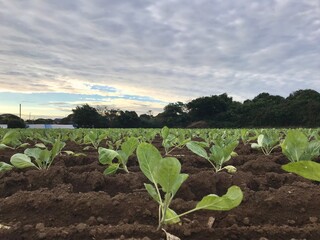 field of corn