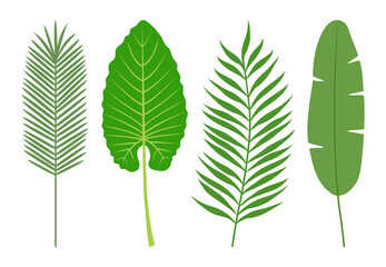 Set of tropical leaves. Isolated on white background. Vector illustration.