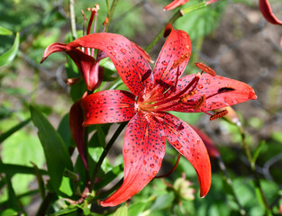 blooming open Lily flower in the garden after the rain. water drops on the petals. blurred background