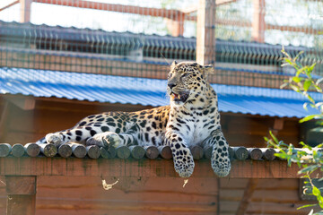 Amur Leopard (Panthera pardus orientalis) at the zoo