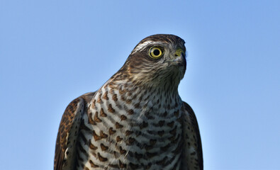 The eurasian sparrowhawk portrait of head close up