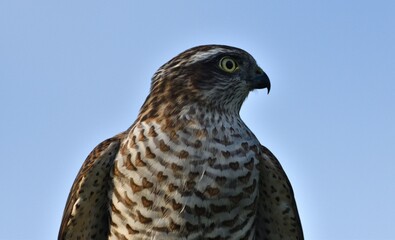 The eurasian sparrowhawk portrait of head close up