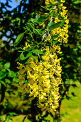 Laburnum plant (Laburnum anagyroides) blooming at spring in a park
