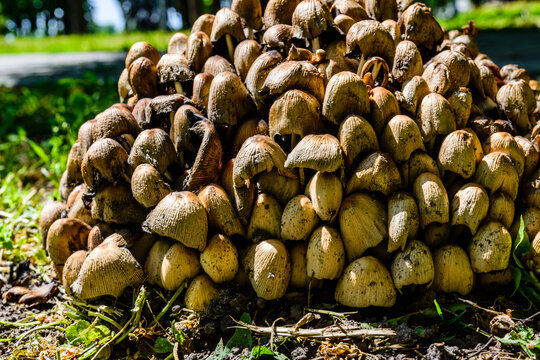 Fiber cap mushrooms (Inocybe asterospora) growing in a forest