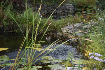 A green park in the golden autumn