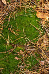 Moss texture background with pine needles top view