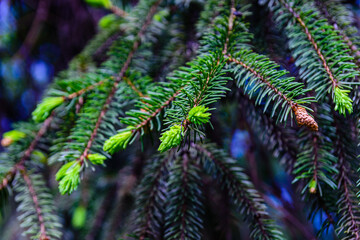 Closeup of the young twigs of fir tree at spring