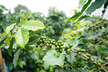 Still green coffee fruits in plantation On the mountain in thailand