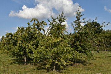 A green park in the golden autumn