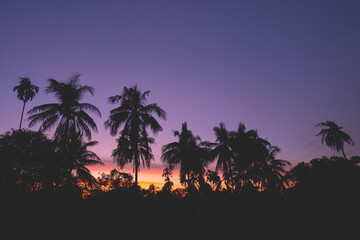 silhouette coconut tree on twilight sunset sky background