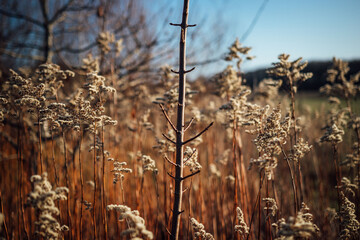 Fototapeta premium horses and cows