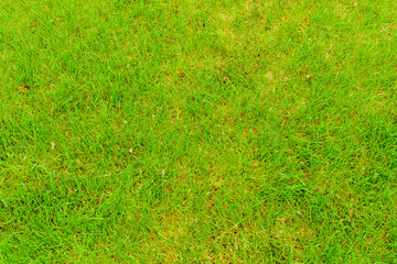 Background of a green grass. Eco concept