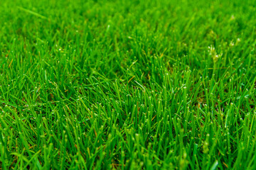 Background of the green grass. Eco concept. Selective focus
