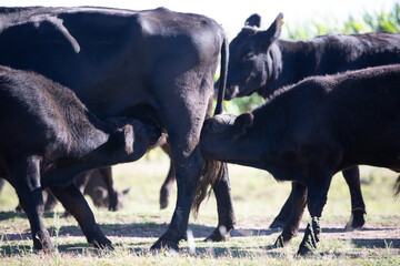 Angus en el campo