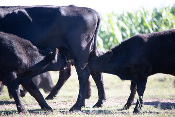 Angus en el campo