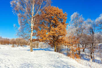 Frosty trees in snowy forest, cold weather in sunny morning. Tranquil winter nature in sunlight. Inspirational natural winter garden or park. Peaceful cool ecology nature landscape background