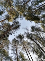 trees in the woods