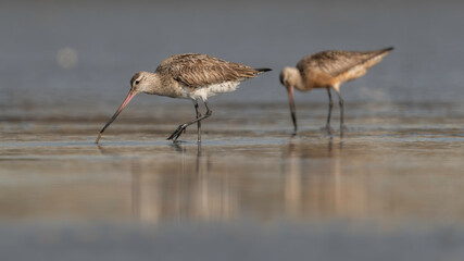 オオソリハシシギ