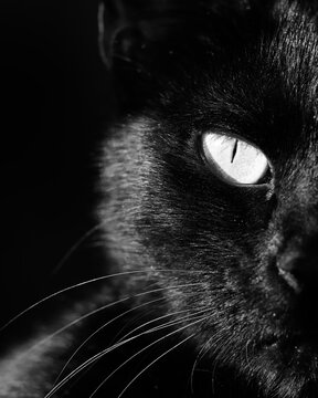 Black and white vertical black cat portrait
