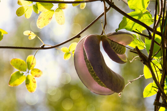 Akebia quinata fruit on the branch