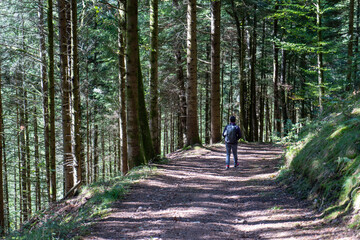 Obraz premium Nebel im Herbst