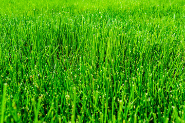 Background of the green grass. Eco concept. Selective focus