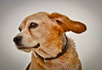 Portrait of a beautiful old Beagle dog, with floppy ears in the wind