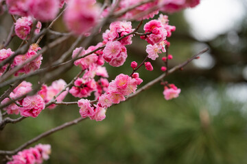 Sakura or cherry blossom close up
