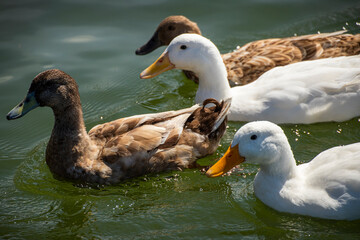 Ducks on Lake